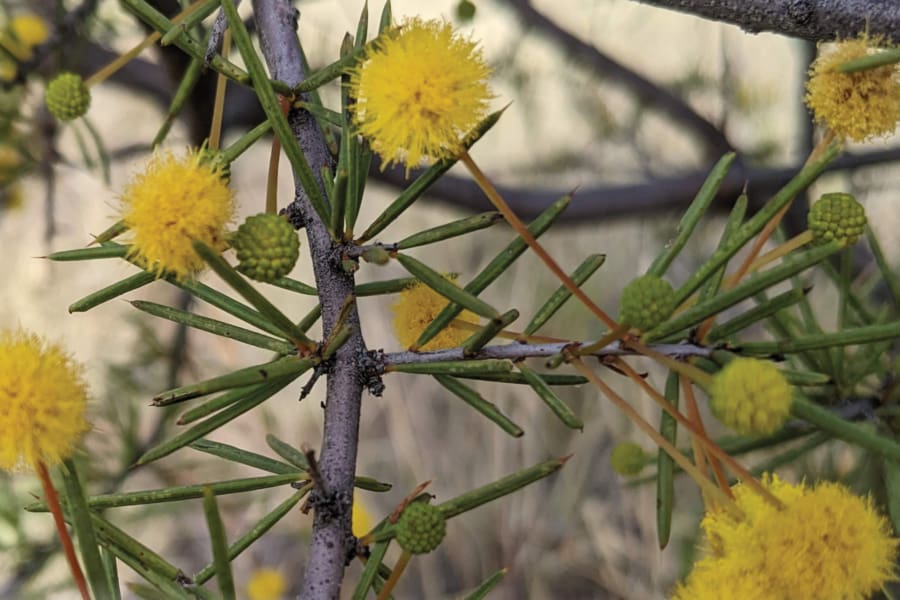 HSCResults | Snowy Mountains Grammar School | Strong Academic Culture Drives Standout HSC Results at Snowy Mountains Grammar School 