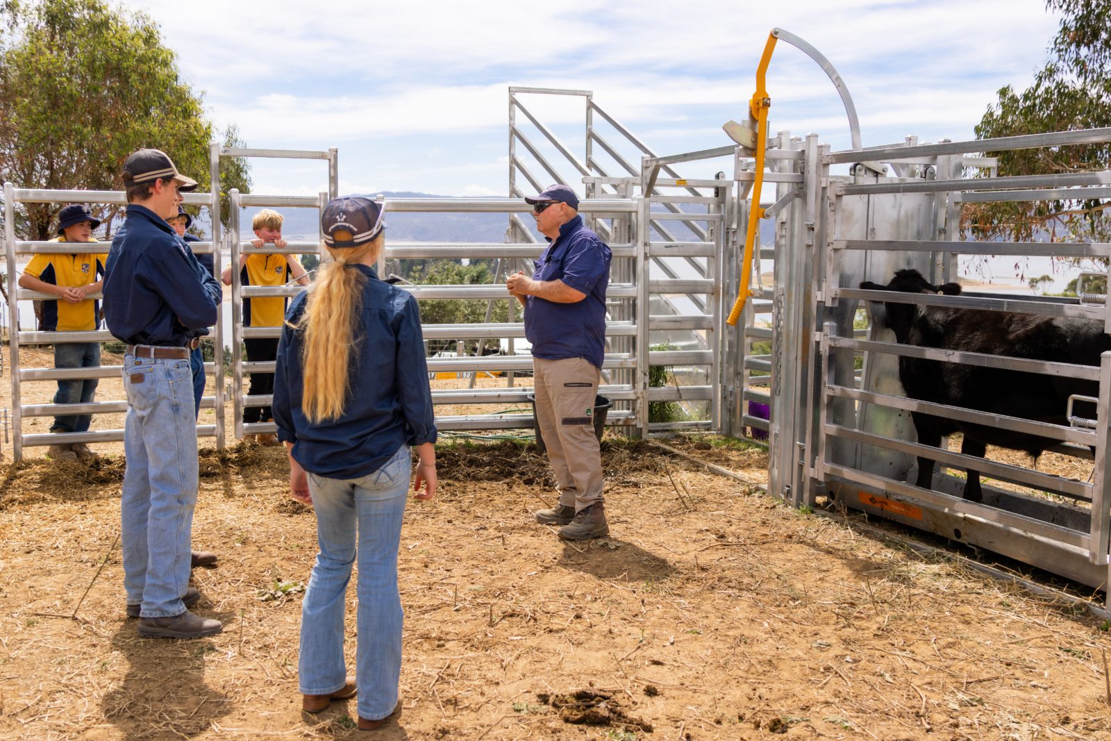 Ag Steers 1 3 | Snowy Mountains Grammar School | Years 9-10 Electives Program